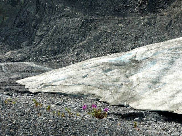 flowers near bottom of glacier