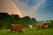 Cows and Rainbows