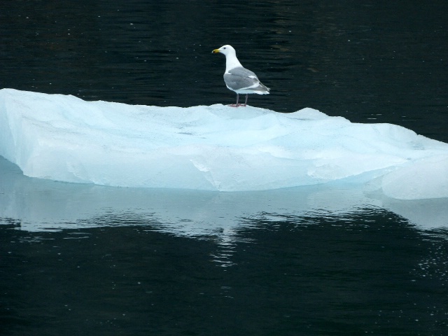 floating on iceberg
