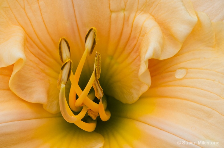 Yellow Lily 3864 - ID: 13958511 © Susan Milestone