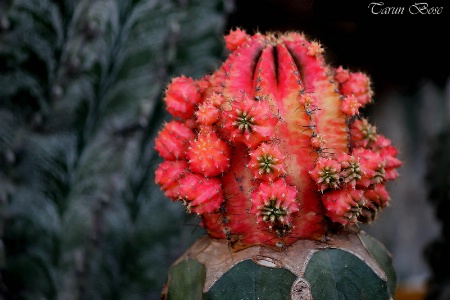 Cactus flower.