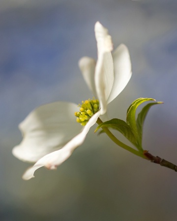 Dogwood Blossom