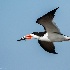 © Leslie J. Morris PhotoID # 13959194: Black Skimmer with breakfast for chicks