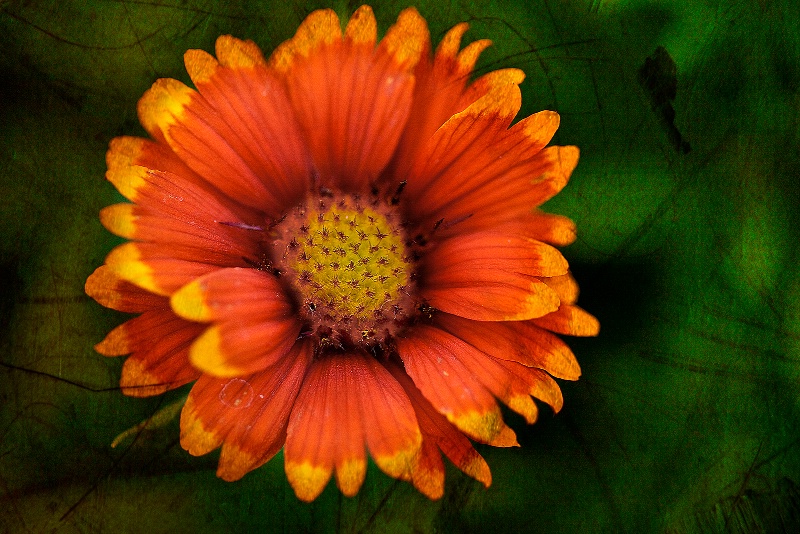 Color Contrast Painted Flower