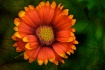 Color Contrast Pa...
