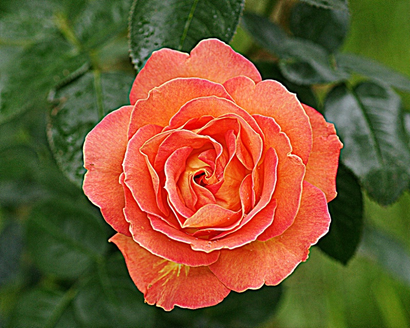 Rose