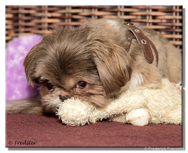 Cocoa Being Cocoa - ID: 13959461 © Frederick A. Franzella