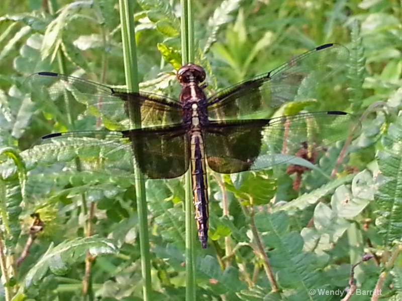 Amazing Dragonfly - ID: 13959806 © Wendy A. Barrett