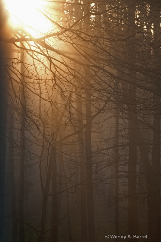 One Foggy Sunrise - ID: 13959959 © Wendy A. Barrett