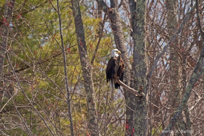 Bald Eagle at Pleasant Pond - ID: 13959960 © Wendy A. Barrett