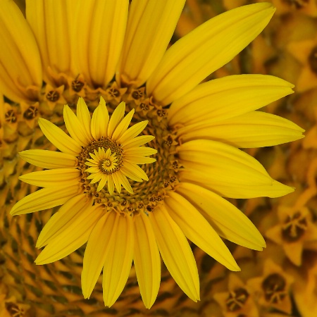 Spunflower