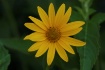 "Spunflower&#...