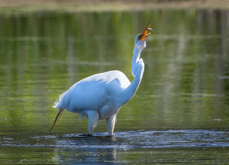 Egret Toss