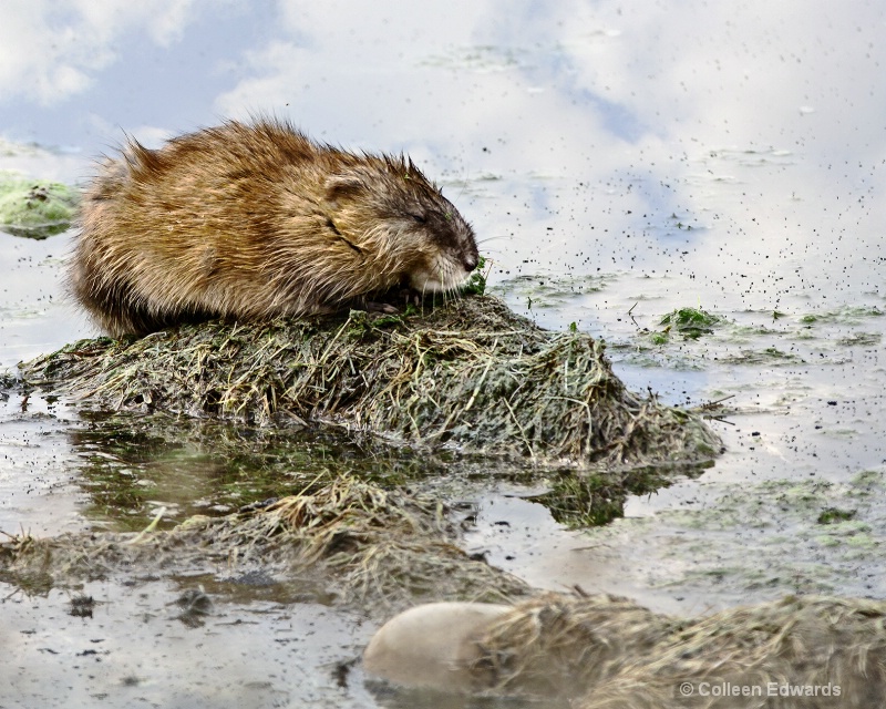 Muskrat Suzie? Muskrat Sam?