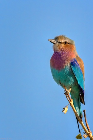 Lilac-breasted Roller