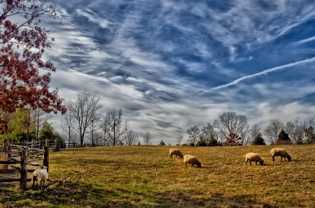 Mount Vernon Pasture