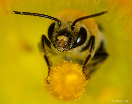 Have you hugged your Bee today??