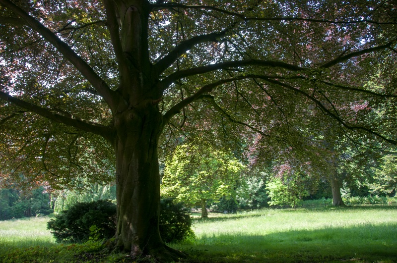 In the forest