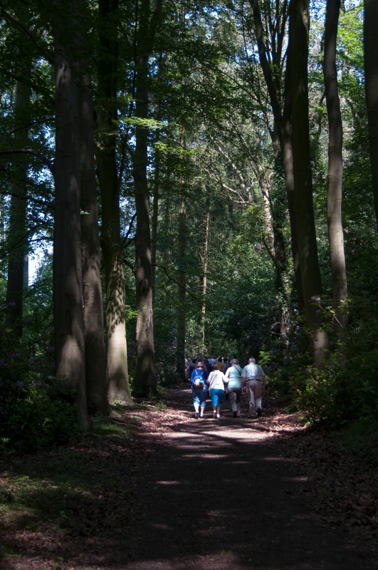 Walk in the forest