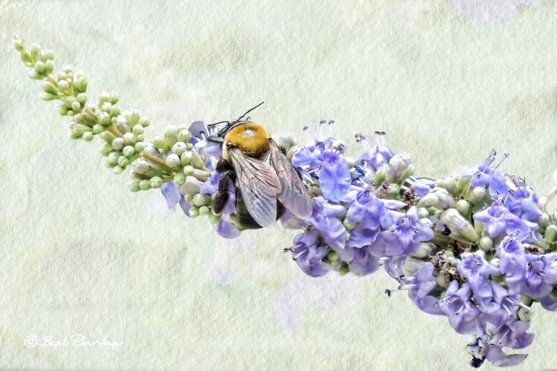 Carpenter Bee on Vitex Blossom