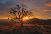 Rogue Valley Suns...