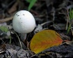 White Mushroom