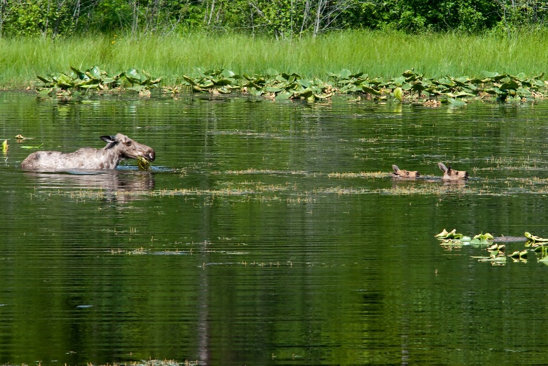 Mom and the twins