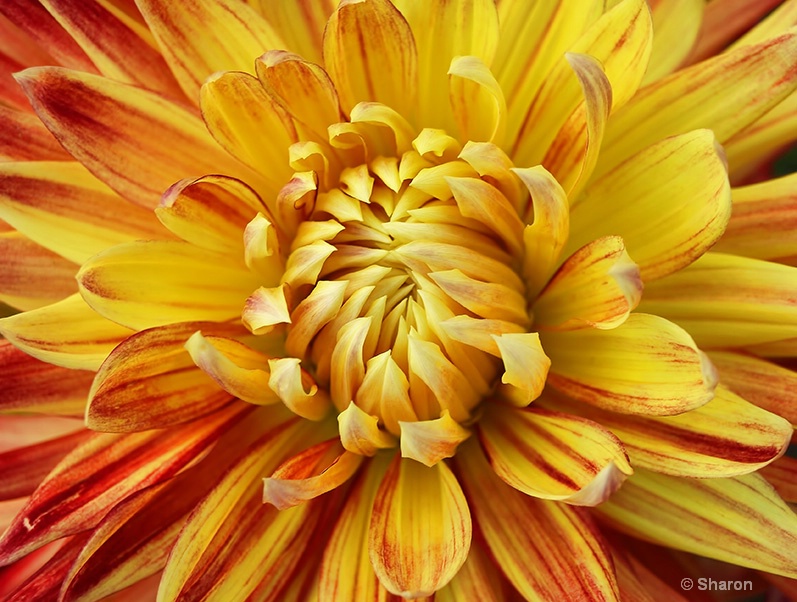 Flaming Dahlia