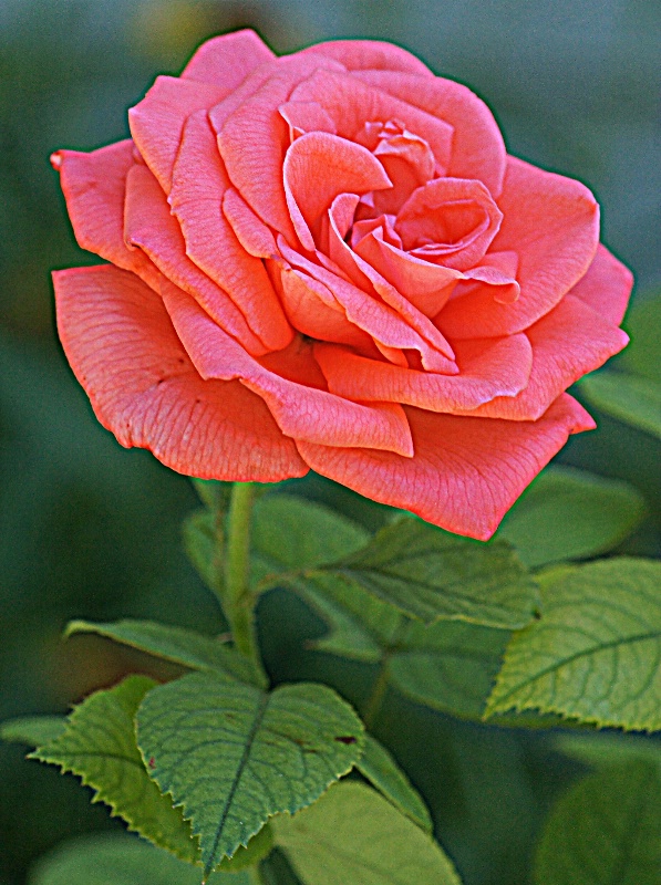 Rose-