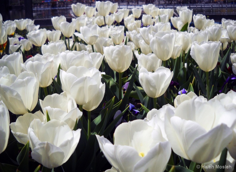 Beauty in white Tulips