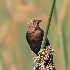 © Leslie J. Morris PhotoID # 13963823: Brown-headed Cowbird