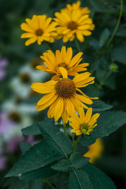 Flower in Selective Focus