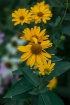 Flower in Selecti...