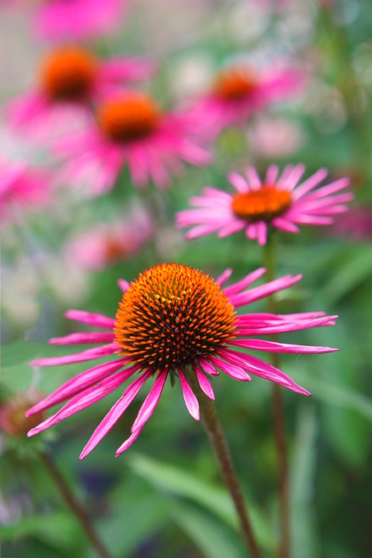 Cone Flower Garden