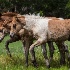 © Elliot Barnathan PhotoID# 13964310: Chincoteague 5