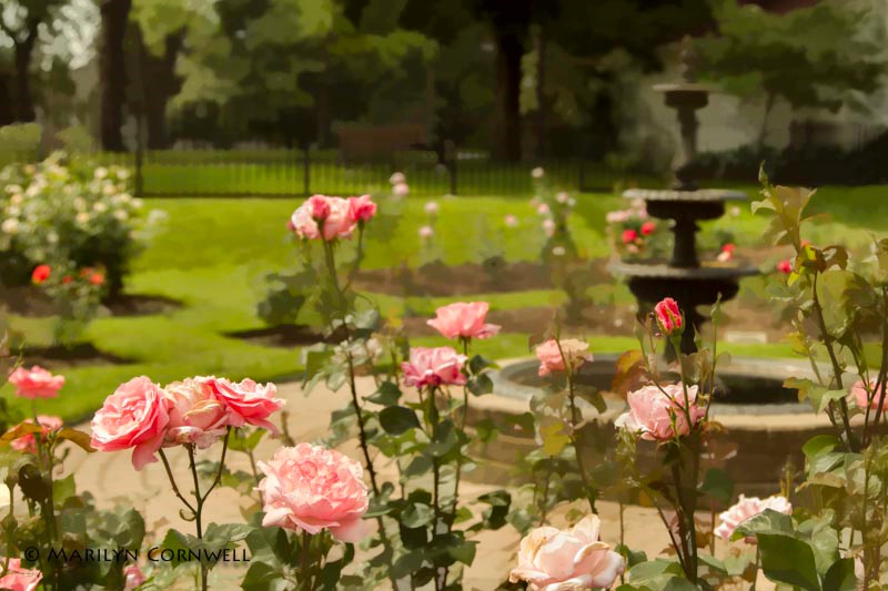 A Rose Garden - ID: 13964476 © Marilyn Cornwell