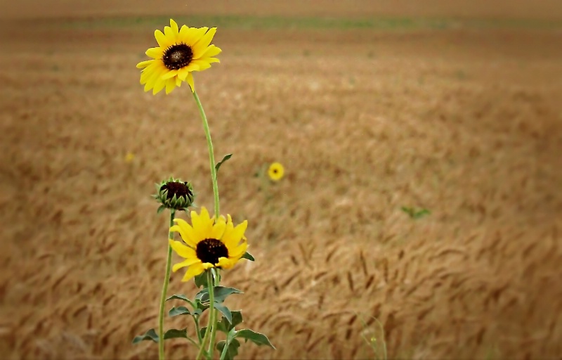 ~ SIMPLY KANSAS ~