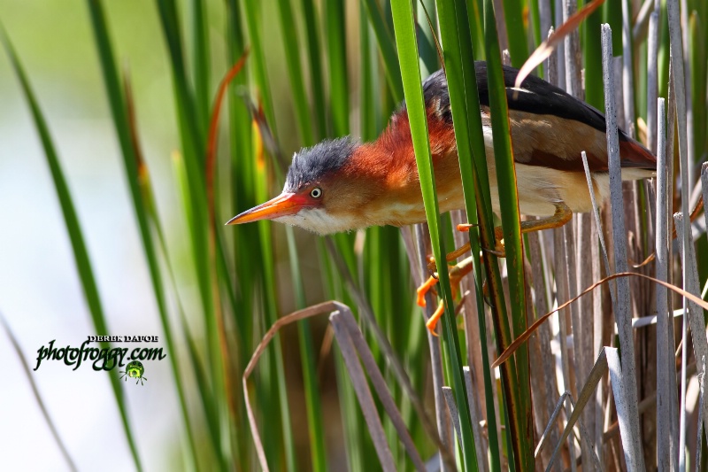 Least Bittern