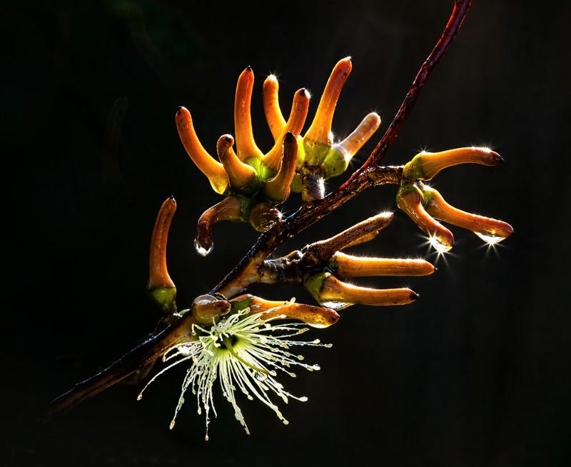 Eucalyptus annulata