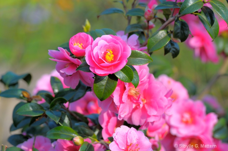 Camellia - ID: 13965569 © Sibylle G. Mattern