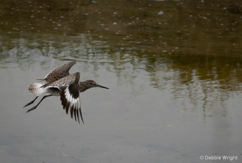 Willet - ID: 13966091 © deb Wright