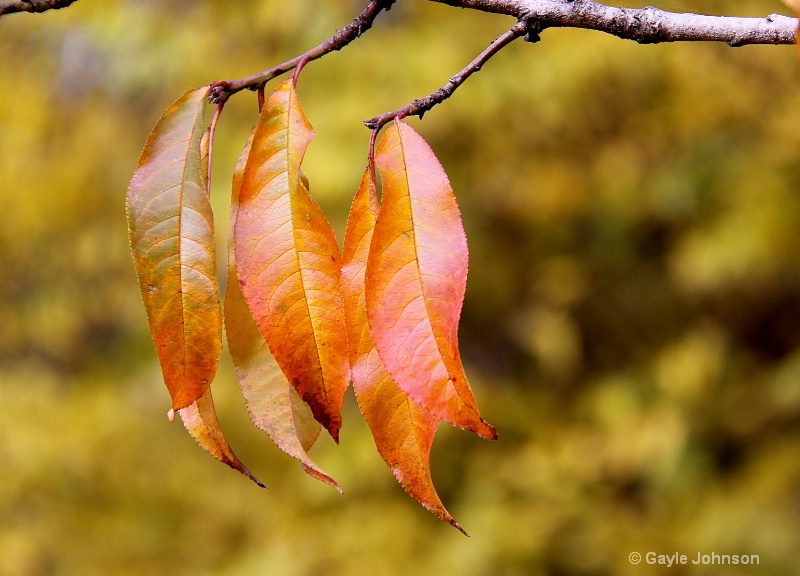 Fall Colors