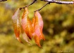 Fall Colors