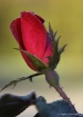 Twilight Rose