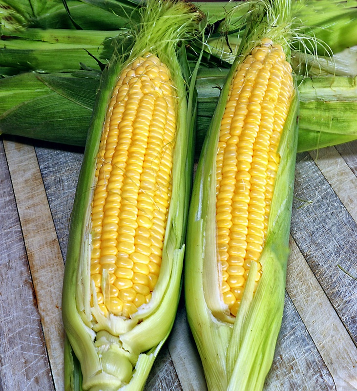 Summertime and Corn on the Cob