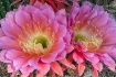 Desert Beauty