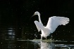 Splashing Egret