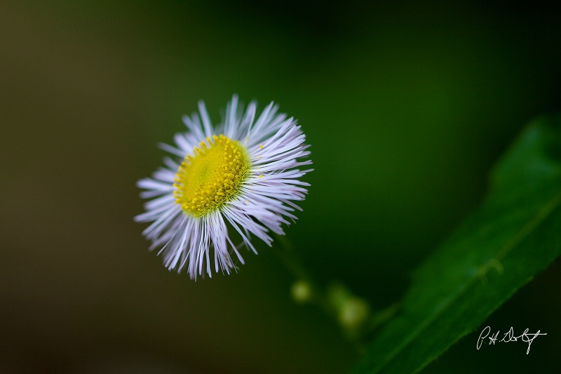 Willow Aster