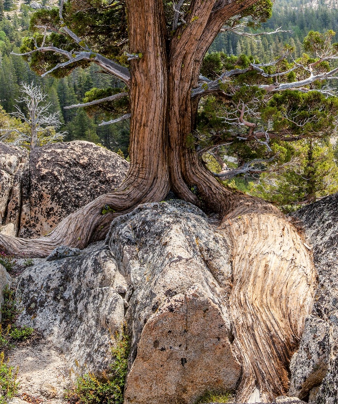 Sierra Juniper, Northern Sierra