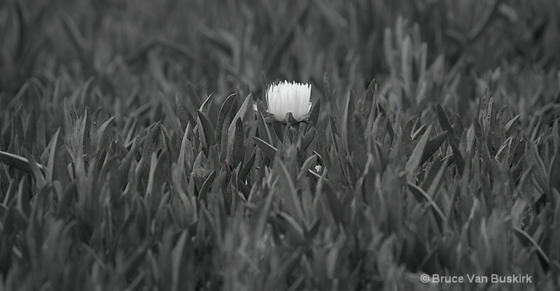 Lonesome flower
